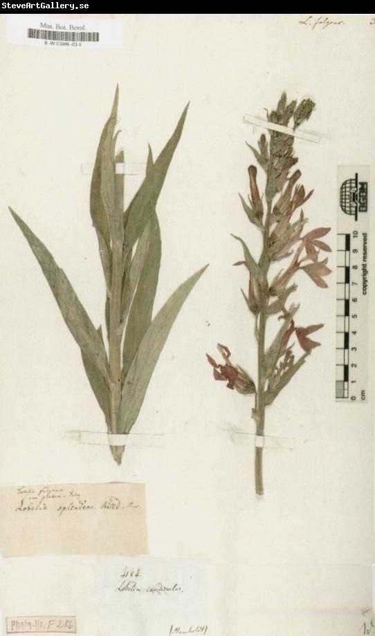 Alexander von Humboldt Lobelia fulgens